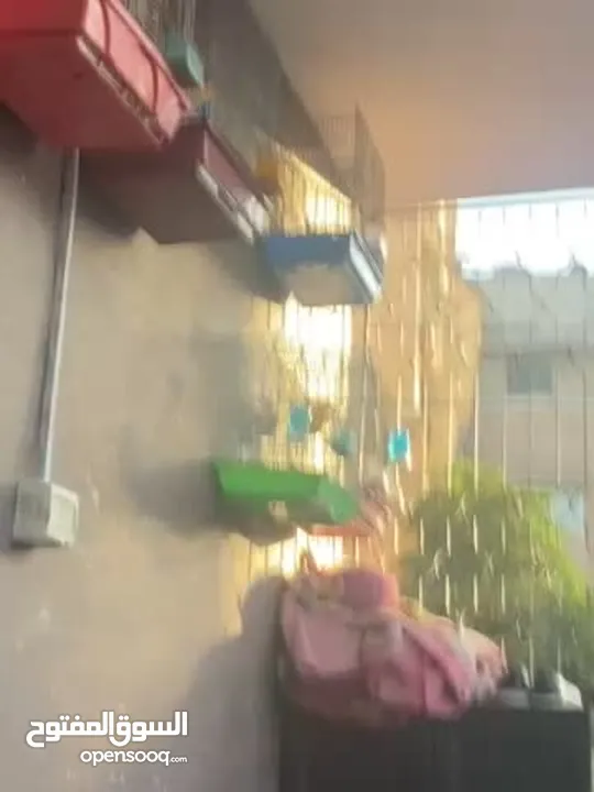 جوز كنار اهالي فراخ اقراء الوصف