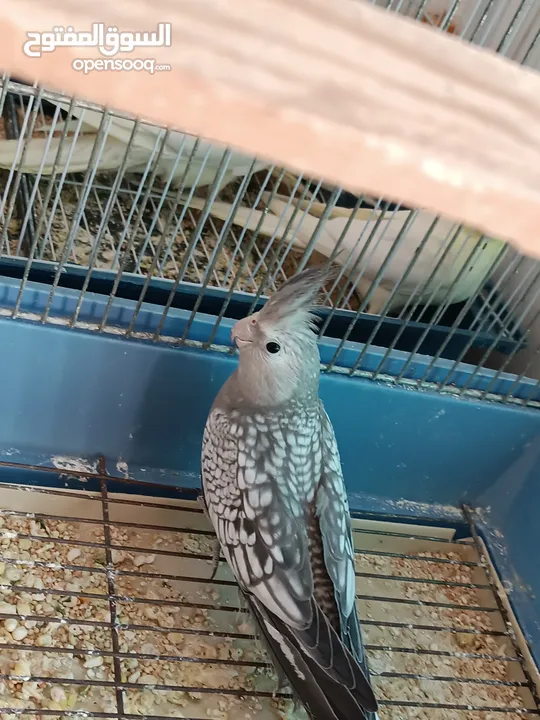 3 حبات لاتينو عين حمرا وحبة وايت فيس ايزابيل