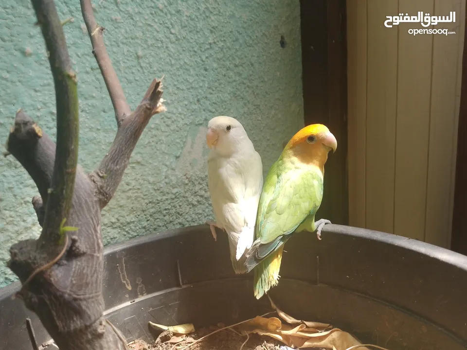 زوج ببغاء روز حاله ممتازه بدون قفص و بدون مفاصله بالسعر