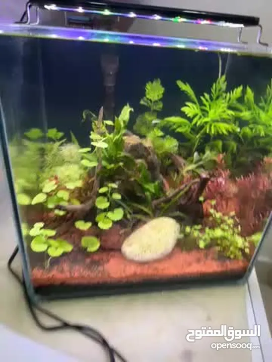 Planted Aquarium tank with WRGB timer light and Filter for 30 rials