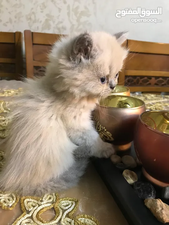 قطة انثى عمر شهر ونص