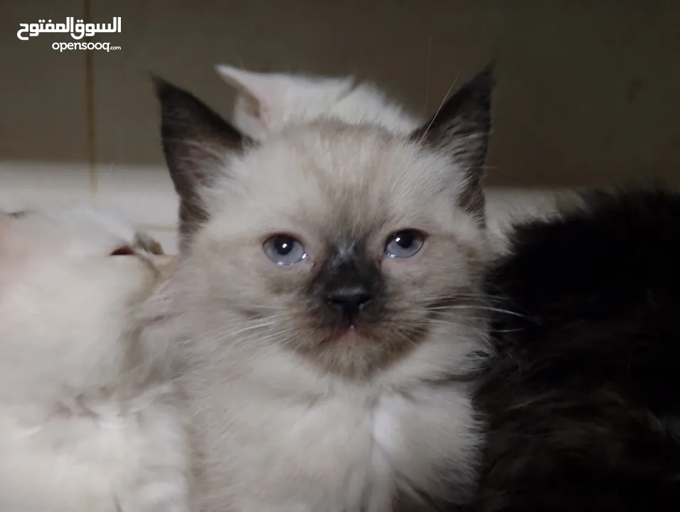 قطط للبيع السعار مشكله