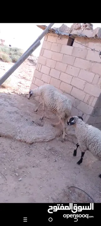 نعجه قبرصيه
