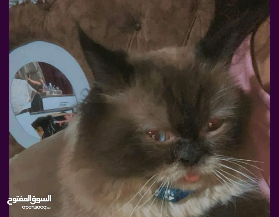 قط مكس  هجين للبيع بسعر مغري بداعي السفر الى خارج البلاد  نوع مكس هيمالايا مع برتش