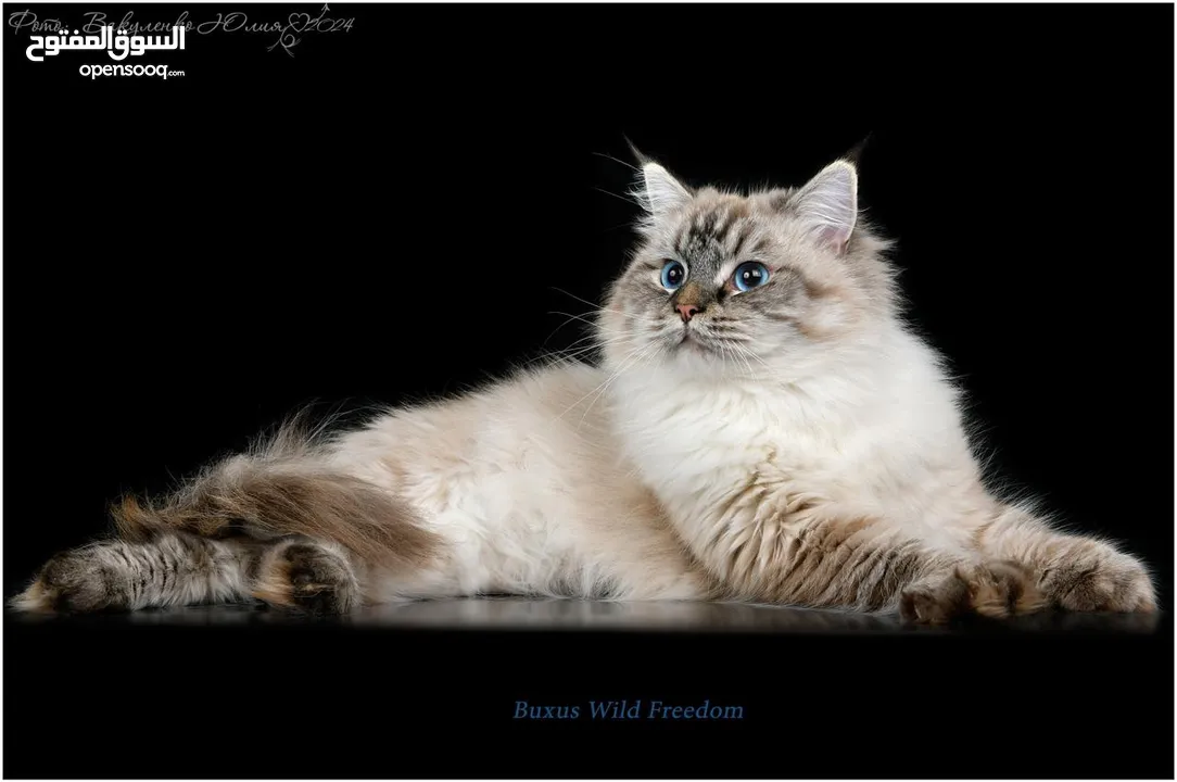 Luxury Siberian Cats