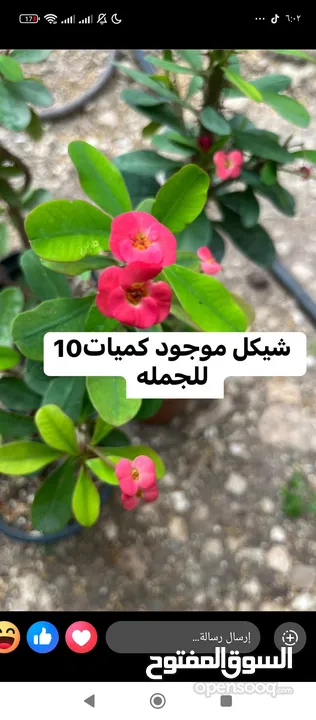 اشجار للبيع