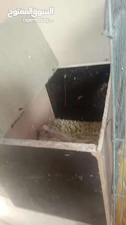 جوز كوكتيل البنيو مع فرخين عين حمرا