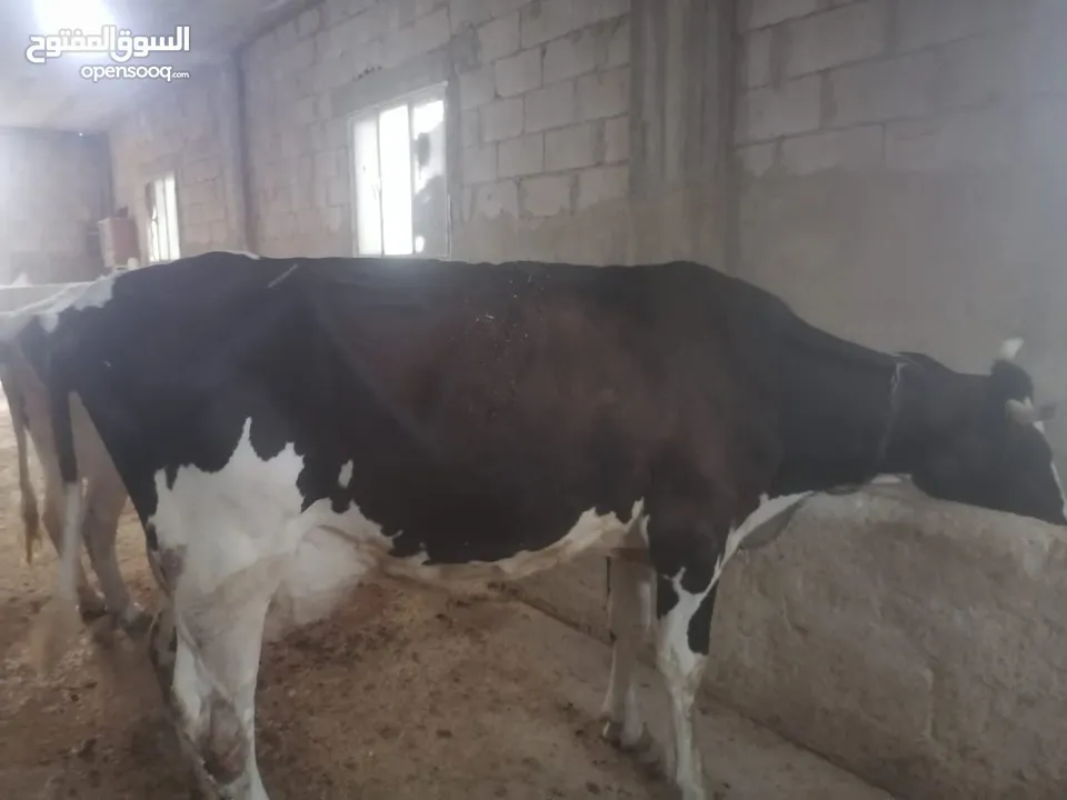 ابقار للببع بسعر مناسب