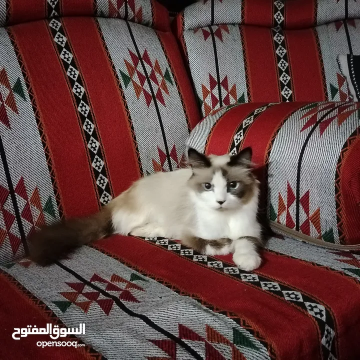 قطه رادغول للبيع