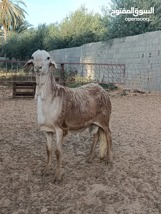 حولي سوداني للبيع 1600