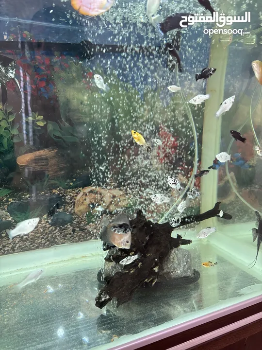 JEBO Fish tank big size urgent sale