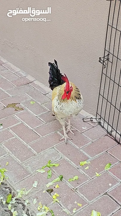 1 Young and Healthy Rooster
