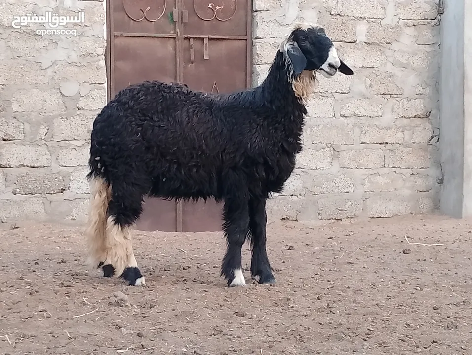 كبش نجدي ما شاء الله مخصاي اموره طيبه