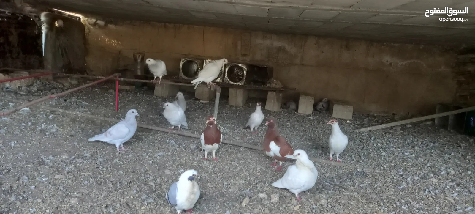 جواز حمام شغاله  للبيع  الكوم  17 حبه سعر الحبه دينارين من الاخر