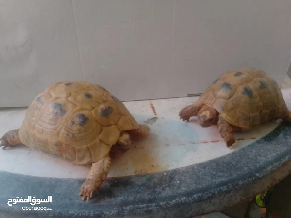 النوع / سلاحف السعر الواحدة / 8 دنانير اردني الوصف سلحفتان واحده ذكر واحده انثى  الانثى حامل