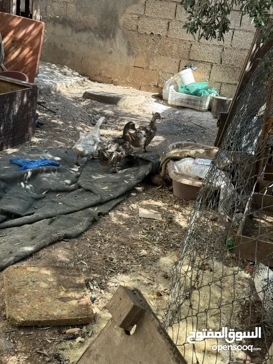 مجموعه طيور للبيع