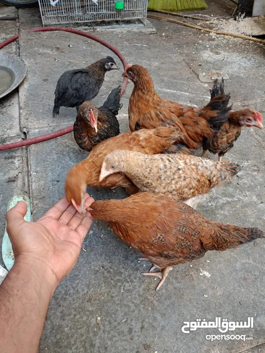 دجاج عرب مخاليف