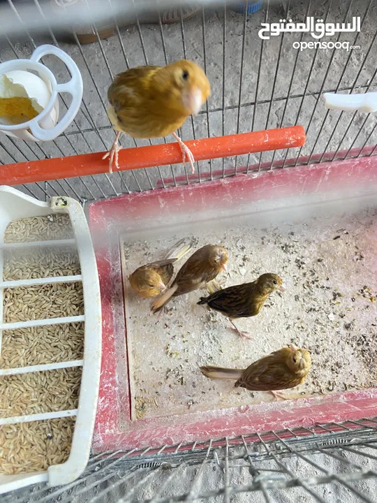 خمس حبات كنار