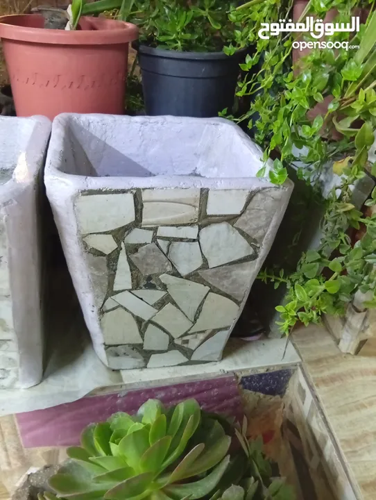 احواض زريعه اسمنتيه قابله للبدل على طيور