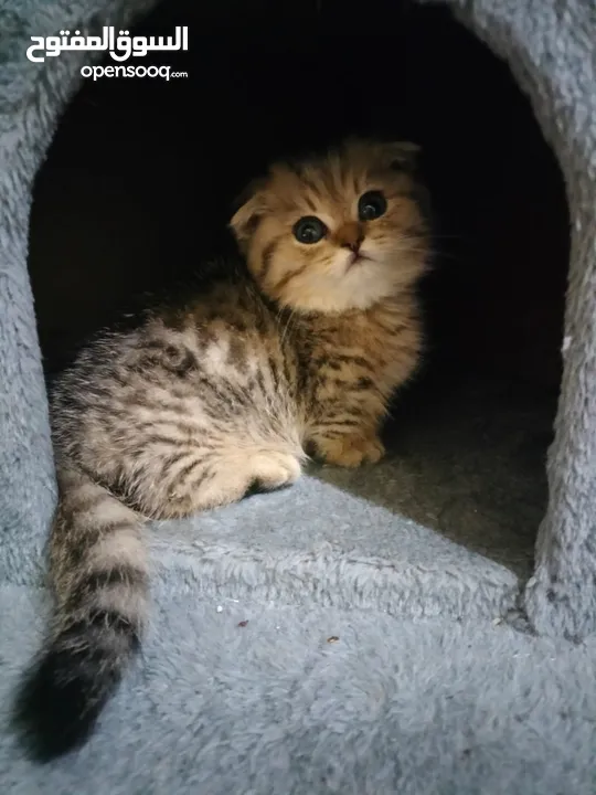 Scottish fold short legs munckins kittens