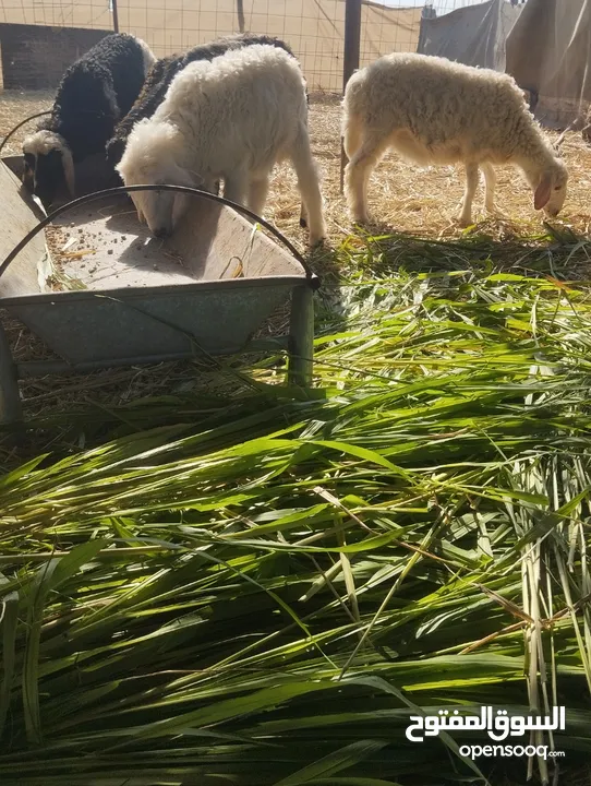 كبشان وحملات للبيع حلال طيب وخالي من العذاريب