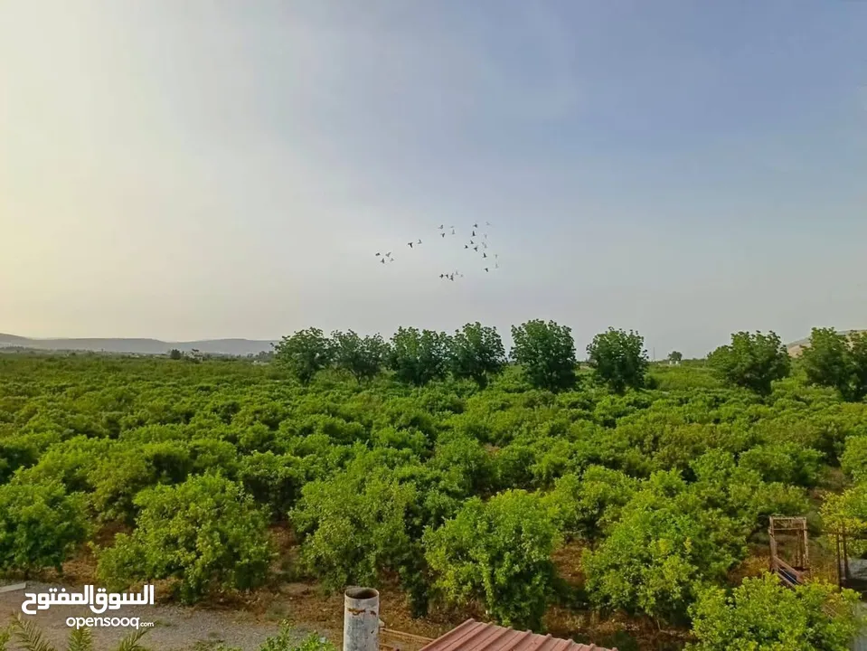 مزرعه مثمره للبيع