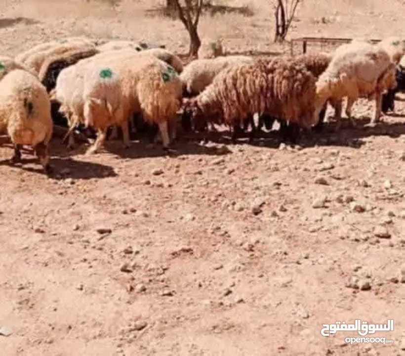 نبدأ بصلاة عل رسول الله  عرووووض  -عرووووض. عروووض  - بمناسبة عيد الاضحى المبارك