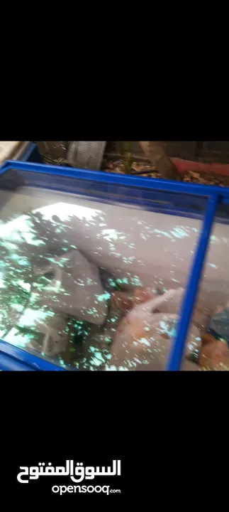 فريزر بطح بحاله ممتازه