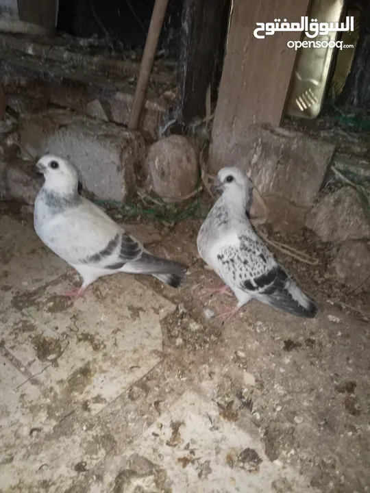 جوز بواز تحتيهن بيض مع فرخين فطم جديد