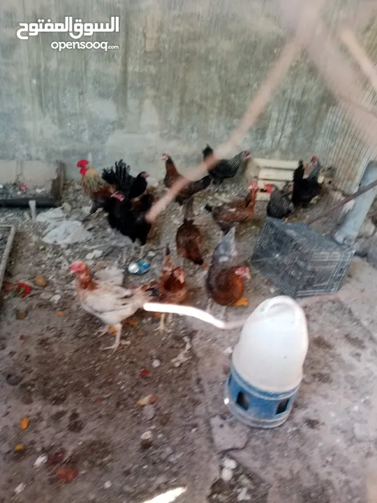 دجاج بلدي في عمان