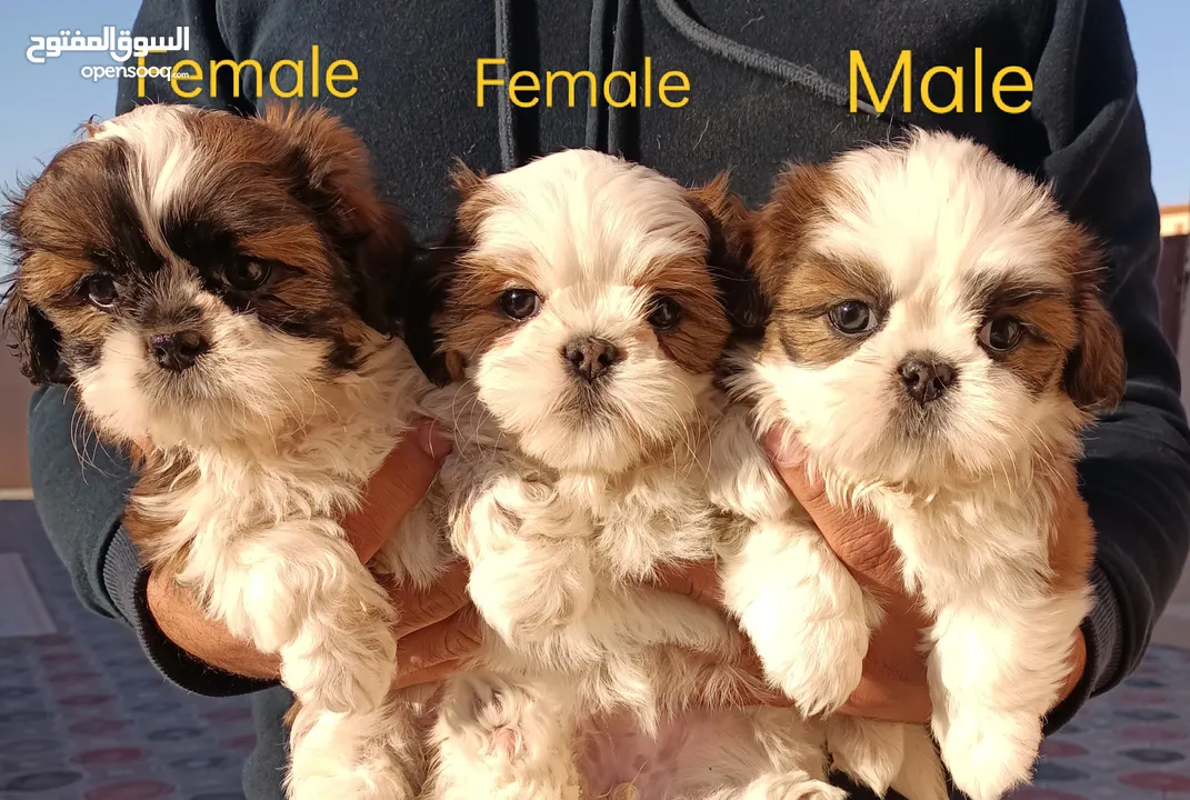 Shih Tzu Puppy