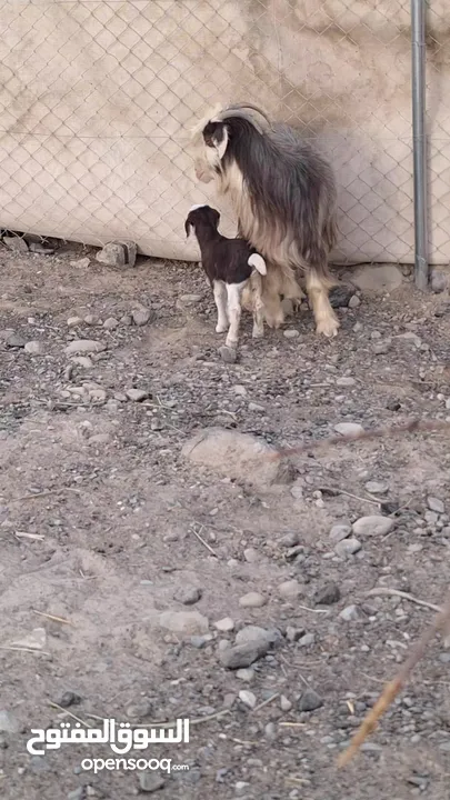 شاه راهيه وسمين معها جدي من حلال الرحوب