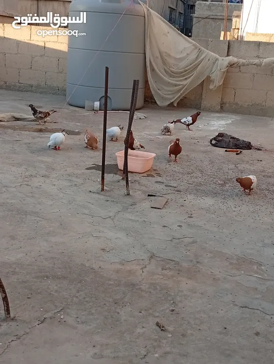 جواز حمام للبيع المستعجل وبسعر مغري جدا