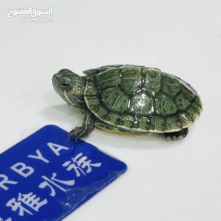 عروض نار سلاحف النينجا (ninja turtle)