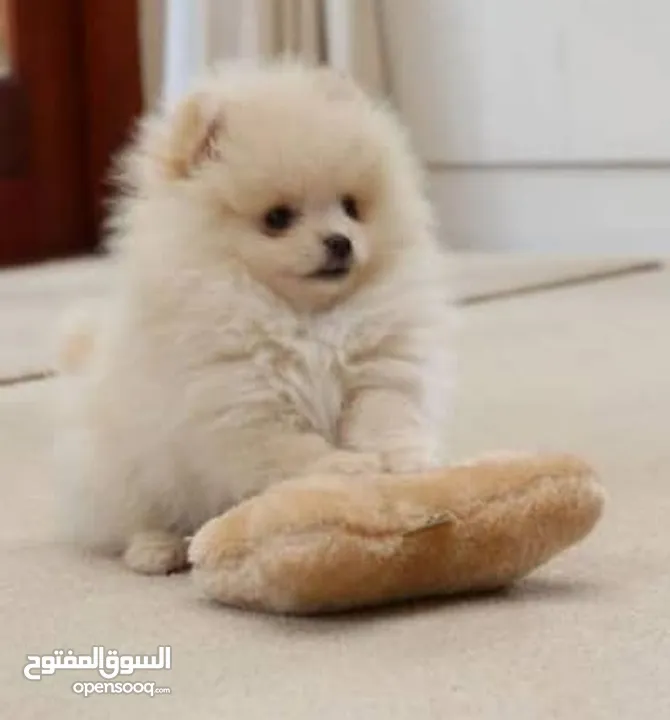 pomeranian puppy 2 months old