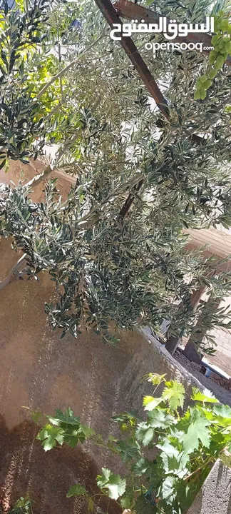 بيت طابقين منطقه شومر