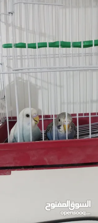 عصافير حب للبدل على اي نوع عصافير عصافير حب للبدل على اي نوع عصافير
