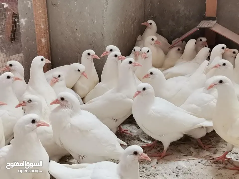 حمام فرنسي لاحم Pure سوبر جامبو
