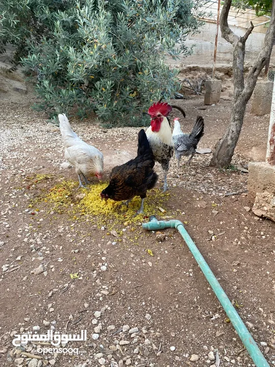 حبش ودجاج للبيع