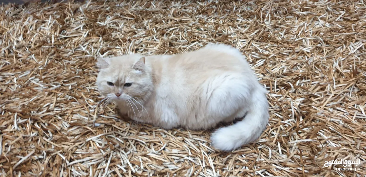 Female cat for adoption قطة للتبني