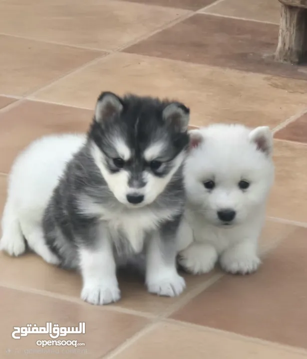 جراو مالموت الاسكا