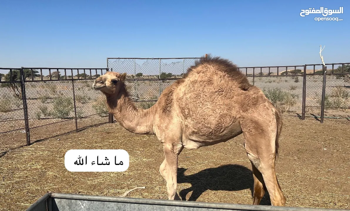 بكرة بنت مشغل