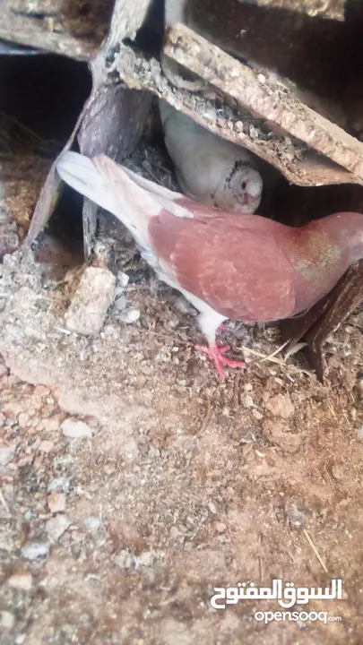 كوم حمام للبيع العدد 12 طير