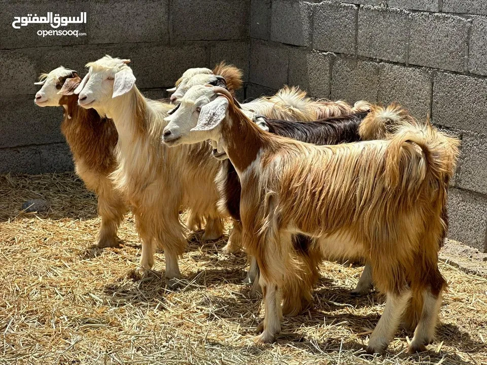 للبيع أبكار من حلال الرحوب كبار وسمان ماشاءالله شي فااخر وطيب مايتفوتن للتربيه او ذبح وحلال طيب ون