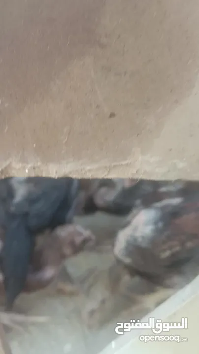 فراخ باكستاني بصلاة على النبي