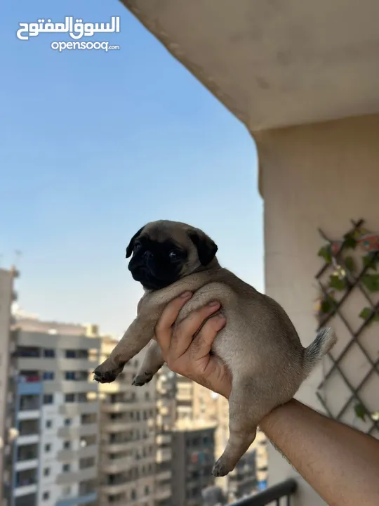 جراوي بج، pug puppies