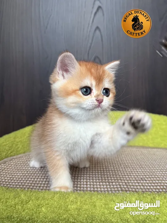 High-level British Shorthair kittens with pedigree