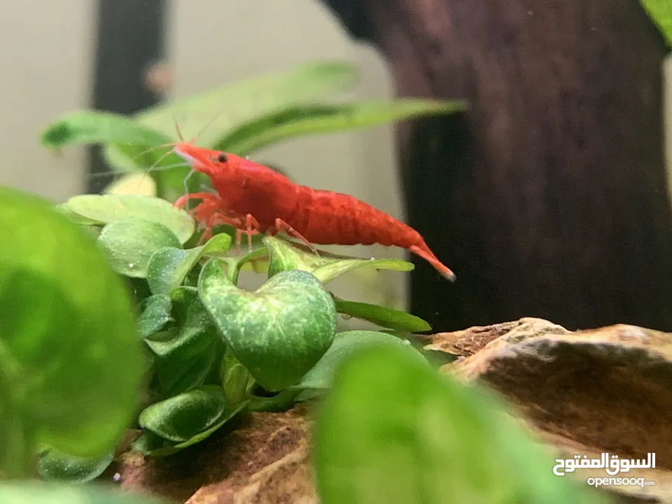 Red cherry shrimp