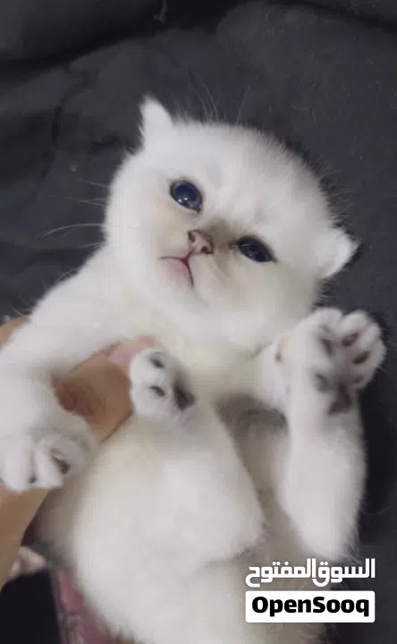 Pure Scottish/ بيور سكوتش