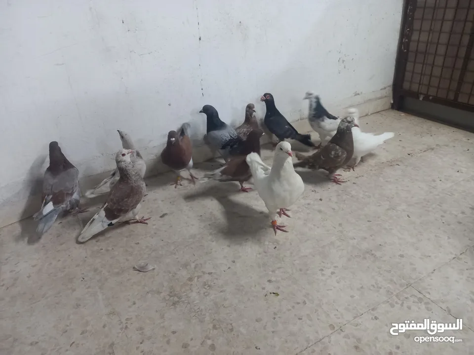 حمام مالطي جامبو البيع كوم بسعر حرق